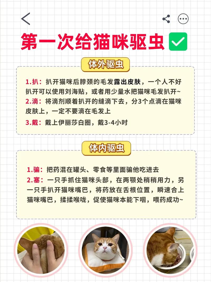 怎样给猫咪驱虫,怎样给猫咪驱虫最有效?-第3张图片-后鲨宠物 怎样给猫咪驱虫,怎样给猫咪驱虫最有效?-第3张图片-后鲨宠物