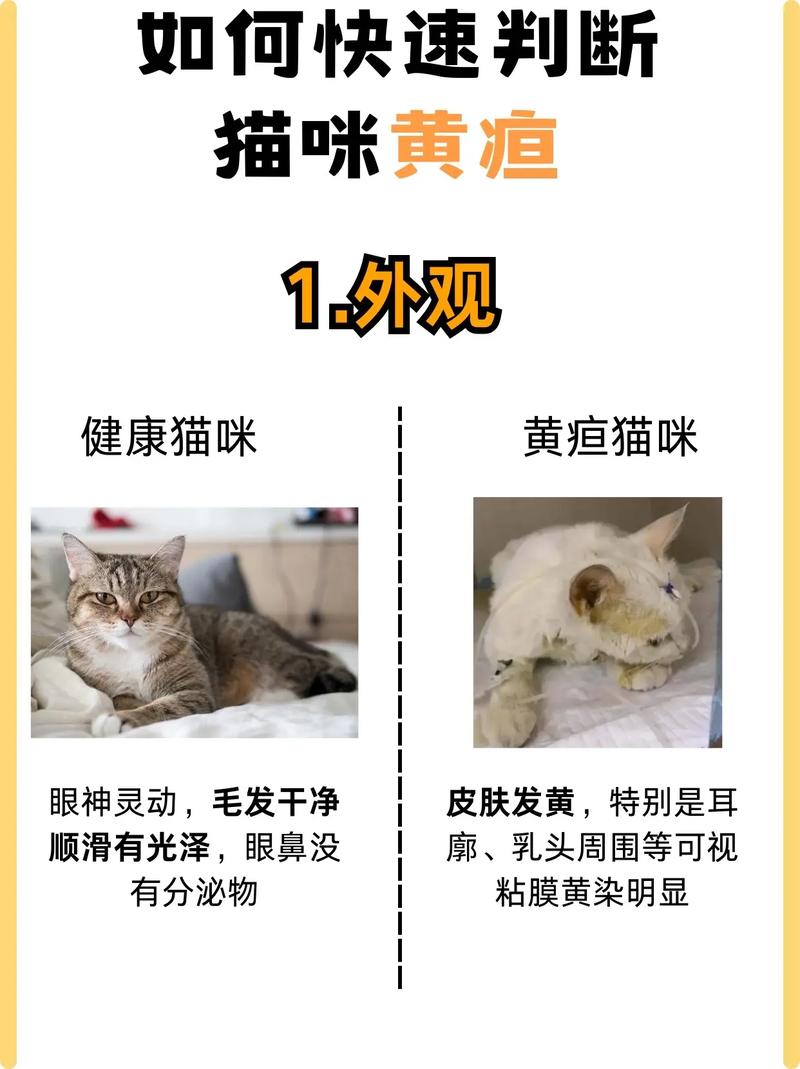 猫咪黄疸是怎么引起的_猫猫黄疸是什么-第3张图片-后鲨宠物 猫咪黄疸是怎么引起的_猫猫黄疸是什么-第3张图片-后鲨宠物