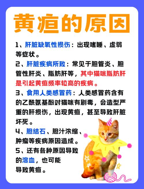 猫咪黄疸是怎么引起的_猫猫黄疸是什么-第5张图片-后鲨宠物 猫咪黄疸是怎么引起的_猫猫黄疸是什么-第5张图片-后鲨宠物