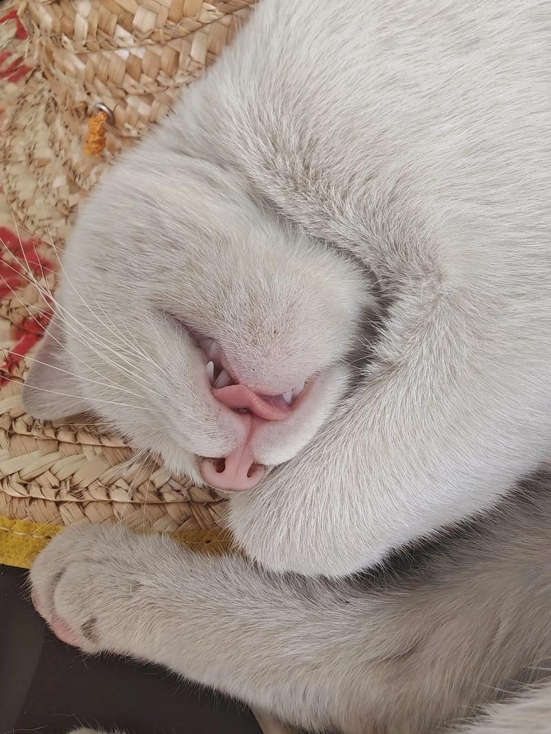 猫咪睡觉伸舌头,猫咪睡觉伸舌头是吉兆还是凶兆?-第3张图片-后鲨宠物 猫咪睡觉伸舌头,猫咪睡觉伸舌头是吉兆还是凶兆?-第3张图片-后鲨宠物