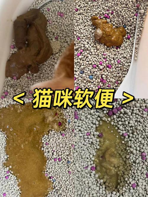 猫咪拉稀像泥浆很臭,猫拉稀呈黄褐色泥浆-第4张图片-后鲨宠物 猫咪拉稀像泥浆很臭,猫拉稀呈黄褐色泥浆-第4张图片-后鲨宠物