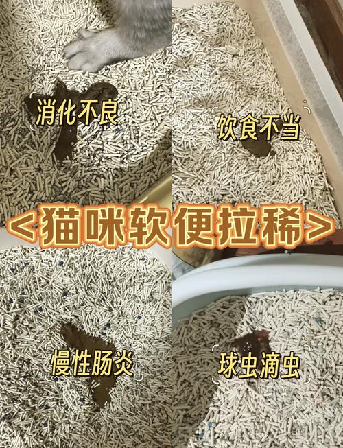 猫咪拉稀像泥浆很臭,猫拉稀呈黄褐色泥浆-第6张图片-后鲨宠物 猫咪拉稀像泥浆很臭,猫拉稀呈黄褐色泥浆-第6张图片-后鲨宠物