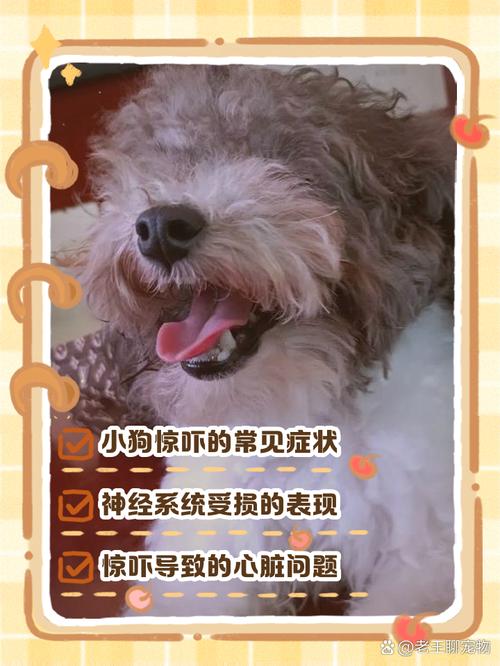 怎么判断狗狗受惊吓了,狗狗受到惊吓后的表现?-第3张图片-后鲨宠物 怎么判断狗狗受惊吓了,狗狗受到惊吓后的表现?-第3张图片-后鲨宠物