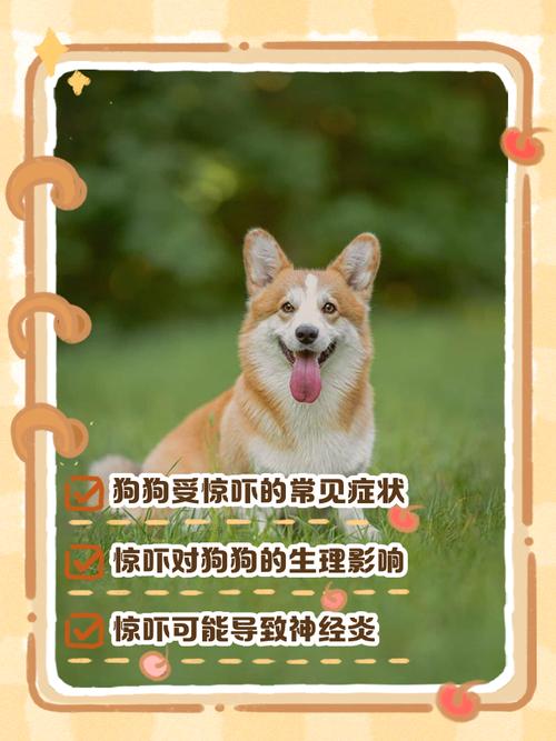 怎么判断狗狗受惊吓了,狗狗受到惊吓后的表现?-第4张图片-后鲨宠物 怎么判断狗狗受惊吓了,狗狗受到惊吓后的表现?-第4张图片-后鲨宠物