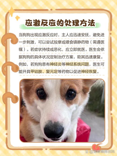 怎么判断狗狗受惊吓了,狗狗受到惊吓后的表现?-第5张图片-后鲨宠物 怎么判断狗狗受惊吓了,狗狗受到惊吓后的表现?-第5张图片-后鲨宠物