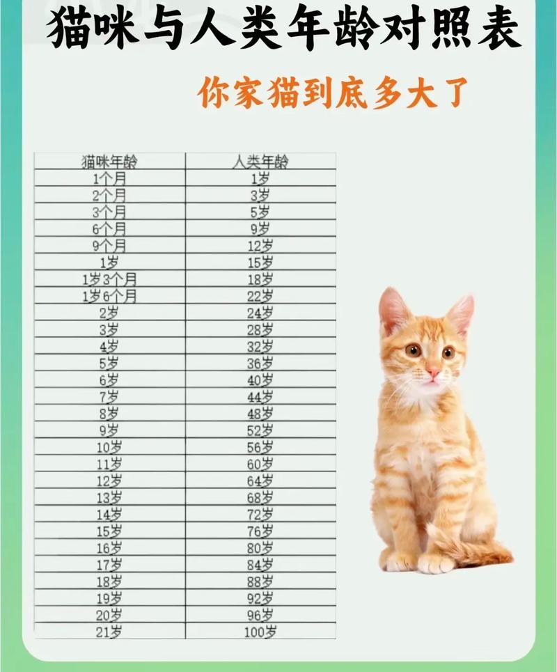 猫咪多大算成年,猫咪多大算成年暹罗?-第3张图片-后鲨宠物 猫咪多大算成年,猫咪多大算成年暹罗?-第3张图片-后鲨宠物