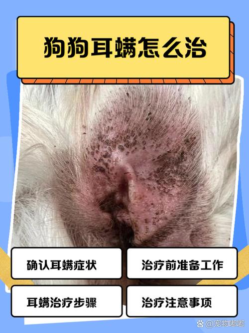 狗狗耳螨会传染给人吗,狗狗耳螨会传染给人吗??-第2张图片-后鲨宠物 狗狗耳螨会传染给人吗,狗狗耳螨会传染给人吗??-第2张图片-后鲨宠物