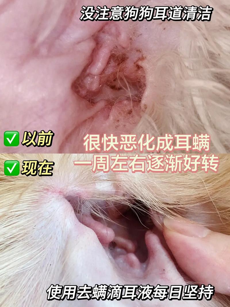 狗狗耳螨会传染给人吗,狗狗耳螨会传染给人吗??-第5张图片-后鲨宠物 狗狗耳螨会传染给人吗,狗狗耳螨会传染给人吗??-第5张图片-后鲨宠物