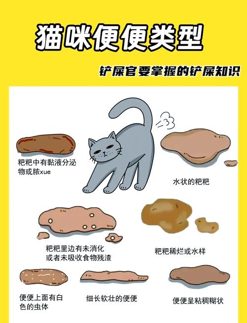 猫咪拉肚子不吃东西_猫咪拉肚子不吃东西咋办-第3张图片-后鲨宠物 猫咪拉肚子不吃东西_猫咪拉肚子不吃东西咋办-第3张图片-后鲨宠物