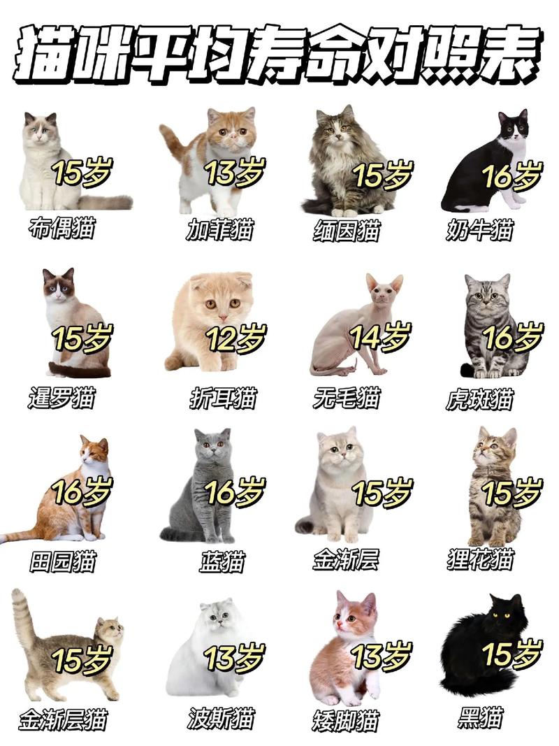猫咪的寿命是多少年_猫咪认识主人吗?-第3张图片-后鲨宠物 猫咪的寿命是多少年_猫咪认识主人吗?-第3张图片-后鲨宠物
