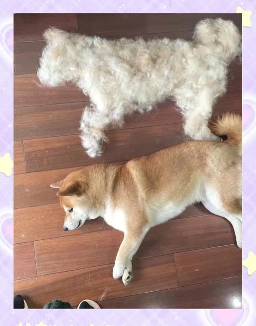 鱼油对狗狗的作用,鱼油对狗狗的作用是什么-第5张图片-后鲨宠物 鱼油对狗狗的作用,鱼油对狗狗的作用是什么-第5张图片-后鲨宠物