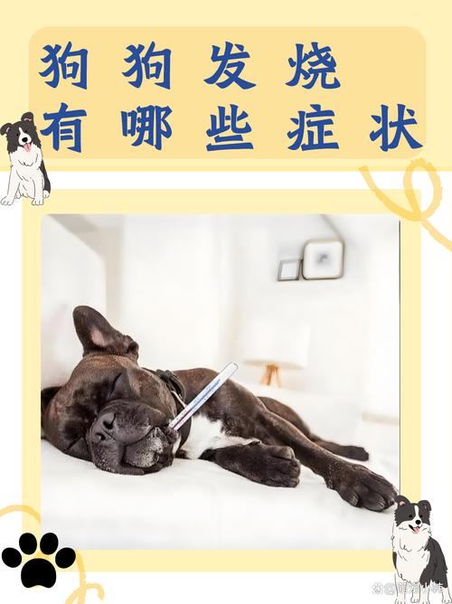 狗狗低烧的症状有哪些_狗低烧的治疗方法-第5张图片-后鲨宠物 狗狗低烧的症状有哪些_狗低烧的治疗方法-第5张图片-后鲨宠物