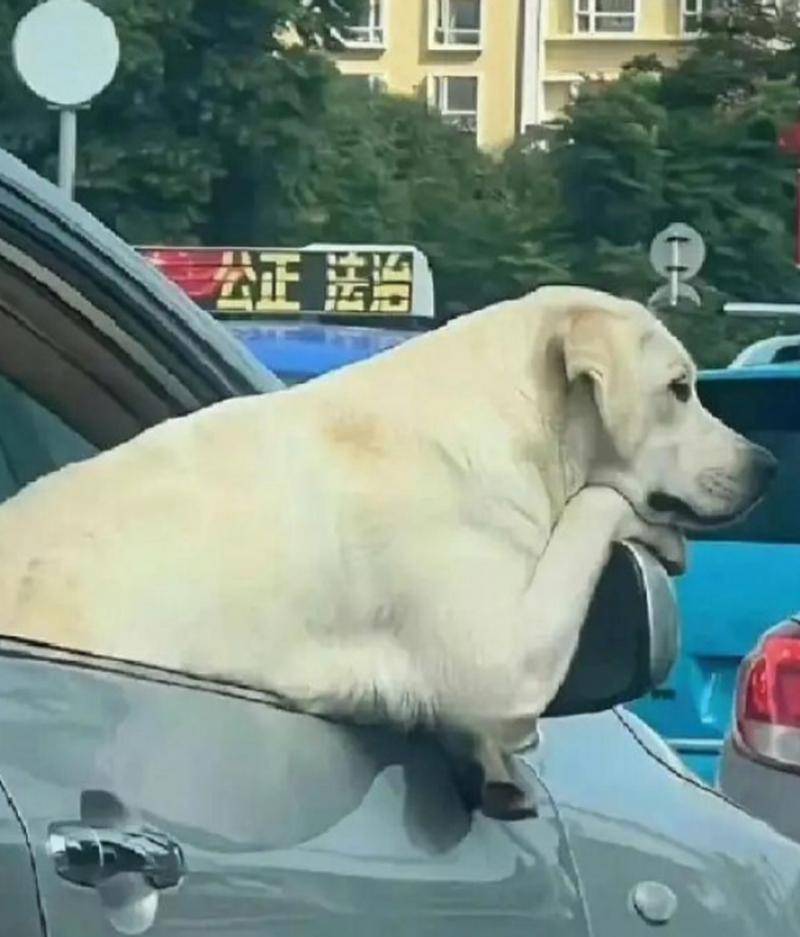 狗狗能坐副驾驶吗_狗狗能坐副驾驶么-第2张图片-后鲨宠物 狗狗能坐副驾驶吗_狗狗能坐副驾驶么-第2张图片-后鲨宠物