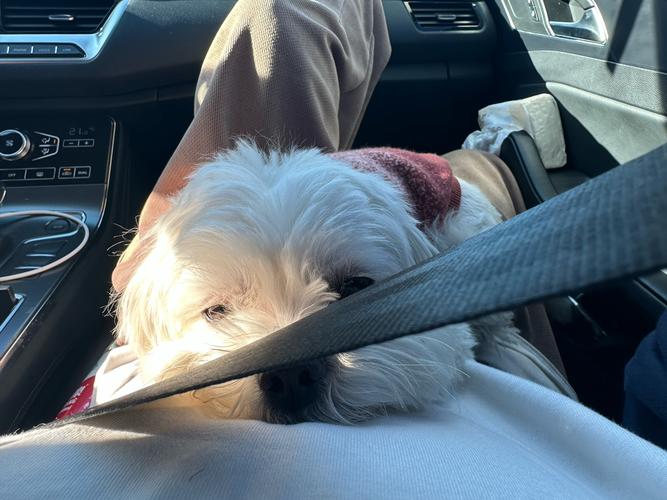 狗狗能坐副驾驶吗_狗狗能坐副驾驶么-第5张图片-后鲨宠物 狗狗能坐副驾驶吗_狗狗能坐副驾驶么-第5张图片-后鲨宠物