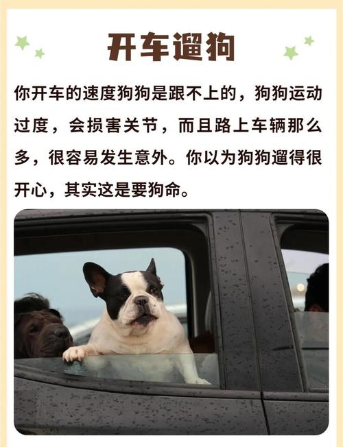 狗狗能坐副驾驶吗_狗狗能坐副驾驶么-第6张图片-后鲨宠物 狗狗能坐副驾驶吗_狗狗能坐副驾驶么-第6张图片-后鲨宠物