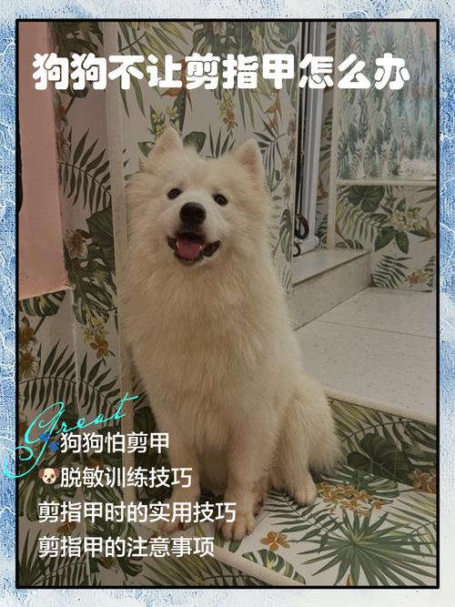  狗狗不肯剪指甲怎么办，狗狗不肯剪指甲怎么办?去宠物医院能剪吗