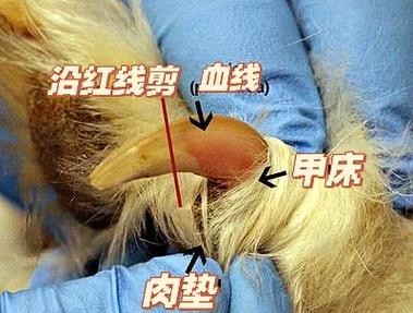 狗狗不肯剪指甲怎么办,狗狗不肯剪指甲怎么办?去宠物医院能剪吗-第3张图片-后鲨宠物 狗狗不肯剪指甲怎么办,狗狗不肯剪指甲怎么办?去宠物医院能剪吗-第3张图片-后鲨宠物