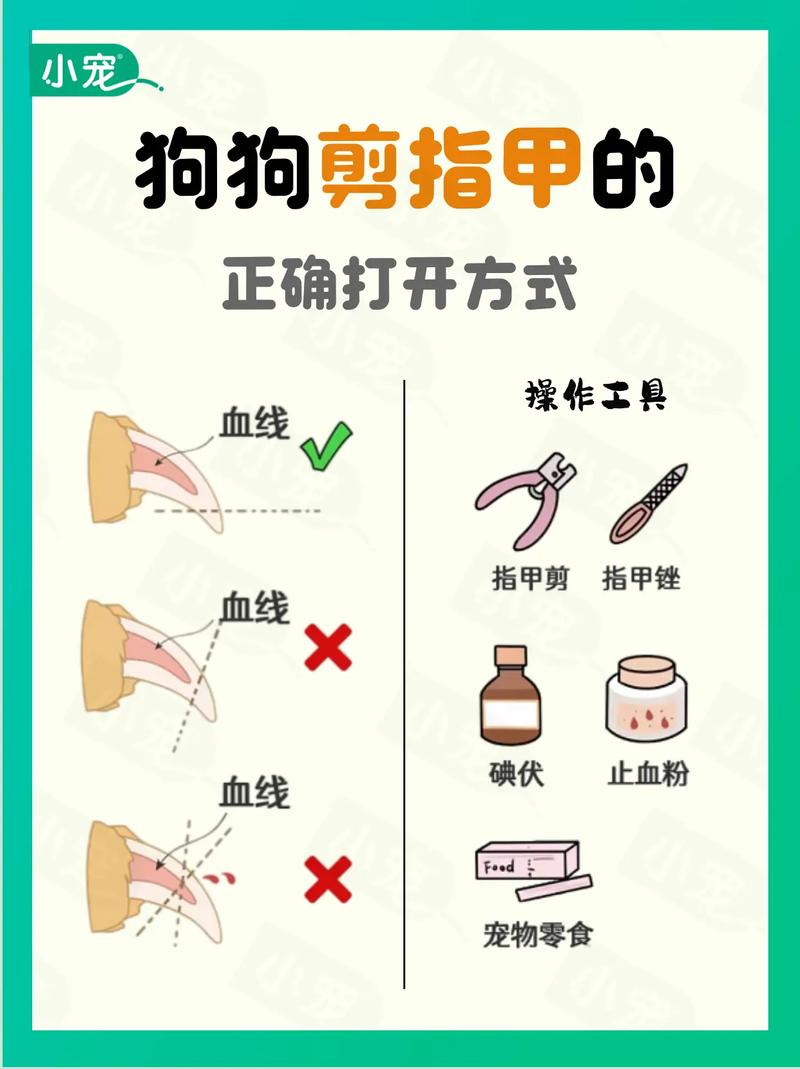 狗狗不肯剪指甲怎么办,狗狗不肯剪指甲怎么办?去宠物医院能剪吗-第4张图片-后鲨宠物 狗狗不肯剪指甲怎么办,狗狗不肯剪指甲怎么办?去宠物医院能剪吗-第4张图片-后鲨宠物