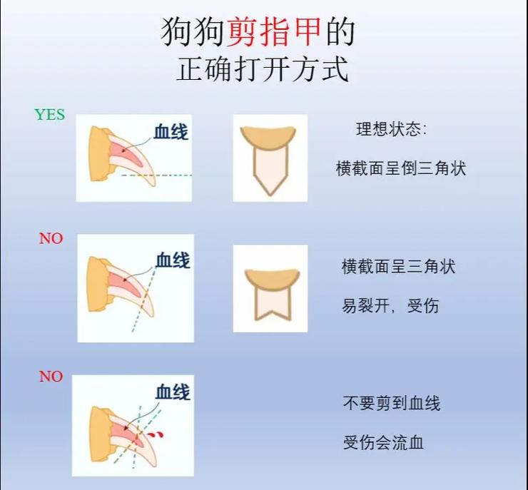 狗狗不肯剪指甲怎么办,狗狗不肯剪指甲怎么办?去宠物医院能剪吗-第5张图片-后鲨宠物 狗狗不肯剪指甲怎么办,狗狗不肯剪指甲怎么办?去宠物医院能剪吗-第5张图片-后鲨宠物