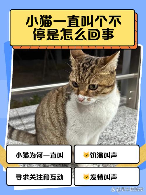 猫咪为什么老是叫,猫咪为什么老是叫人起床-第2张图片-后鲨宠物 猫咪为什么老是叫,猫咪为什么老是叫人起床-第2张图片-后鲨宠物