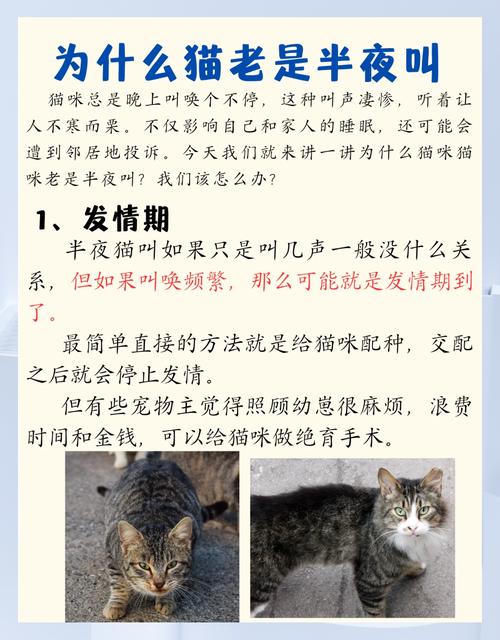 猫咪为什么老是叫,猫咪为什么老是叫人起床-第3张图片-后鲨宠物 猫咪为什么老是叫,猫咪为什么老是叫人起床-第3张图片-后鲨宠物