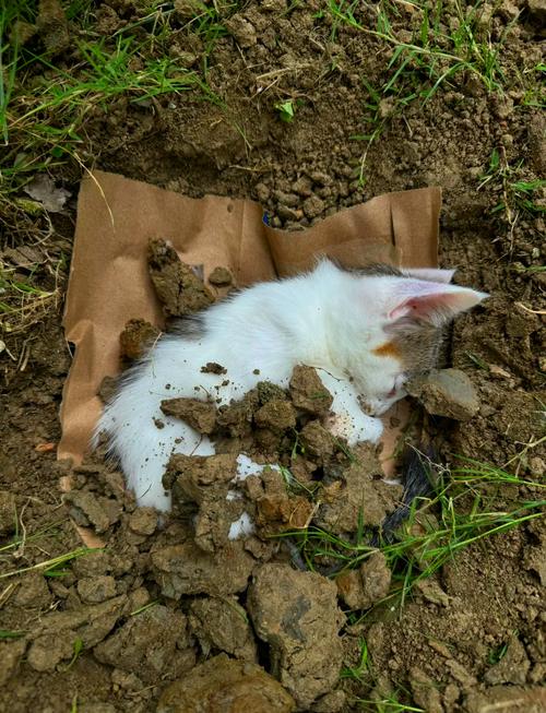 猫咪为什么老是叫,猫咪为什么老是叫人起床-第4张图片-后鲨宠物 猫咪为什么老是叫,猫咪为什么老是叫人起床-第4张图片-后鲨宠物