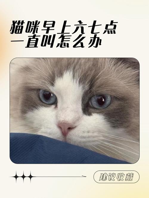 猫咪为什么老是叫,猫咪为什么老是叫人起床-第5张图片-后鲨宠物 猫咪为什么老是叫,猫咪为什么老是叫人起床-第5张图片-后鲨宠物