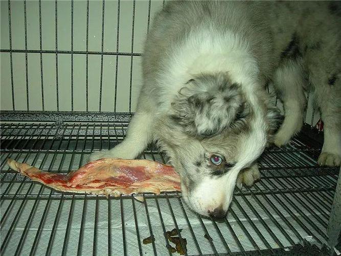 狗狗吃鸡架好不好,狗狗吃鸡架好吗?-第6张图片-后鲨宠物 狗狗吃鸡架好不好,狗狗吃鸡架好吗?-第6张图片-后鲨宠物