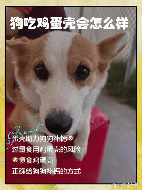 狗狗可以吃鸡蛋壳吗,狗狗可以吃鸡蛋壳吗?-第2张图片-后鲨宠物 狗狗可以吃鸡蛋壳吗,狗狗可以吃鸡蛋壳吗?-第2张图片-后鲨宠物