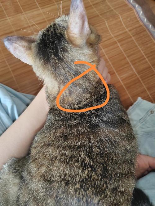 猫咪后颈皮下有个肿块_猫咪后颈部皮下有个包-第3张图片-后鲨宠物