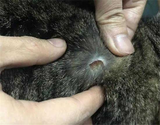 猫咪后颈皮下有个肿块_猫咪后颈部皮下有个包-第4张图片-后鲨宠物