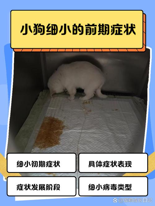 狗狗得细小会发烧吗,狗得细小会不会发烧?-第2张图片-后鲨宠物 狗狗得细小会发烧吗,狗得细小会不会发烧?-第2张图片-后鲨宠物