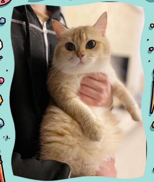 猫咪多大能怀孕_猫多大就可以怀孕-第2张图片-后鲨宠物 猫咪多大能怀孕_猫多大就可以怀孕-第2张图片-后鲨宠物