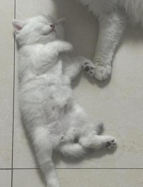 猫咪多大能怀孕_猫多大就可以怀孕-第5张图片-后鲨宠物 猫咪多大能怀孕_猫多大就可以怀孕-第5张图片-后鲨宠物