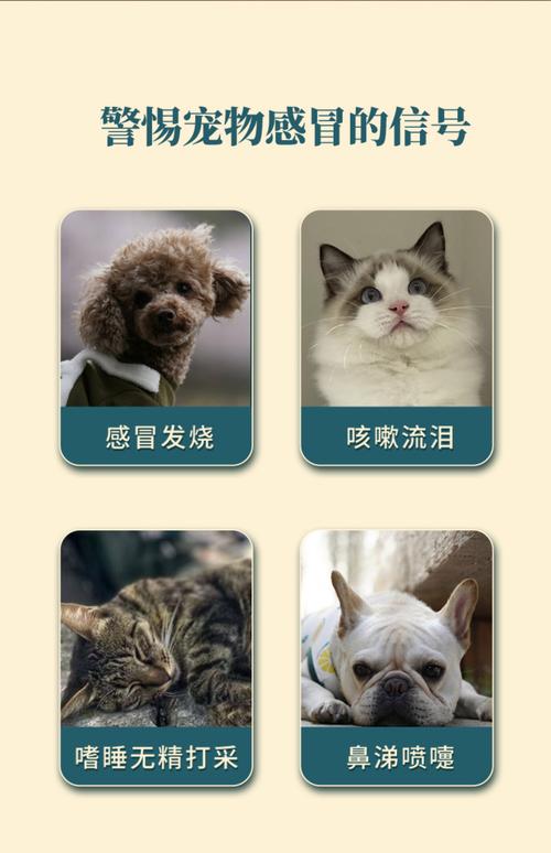 狗狗吃什么下火，狗狗吃什么下火的食物？