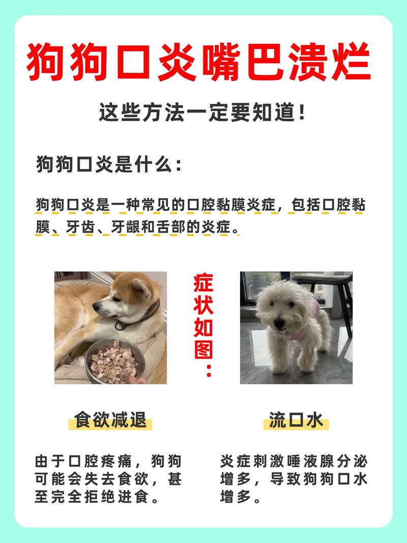 狗狗吃什么下火,狗狗吃什么下火的食物?-第3张图片-后鲨宠物 狗狗吃什么下火,狗狗吃什么下火的食物?-第3张图片-后鲨宠物