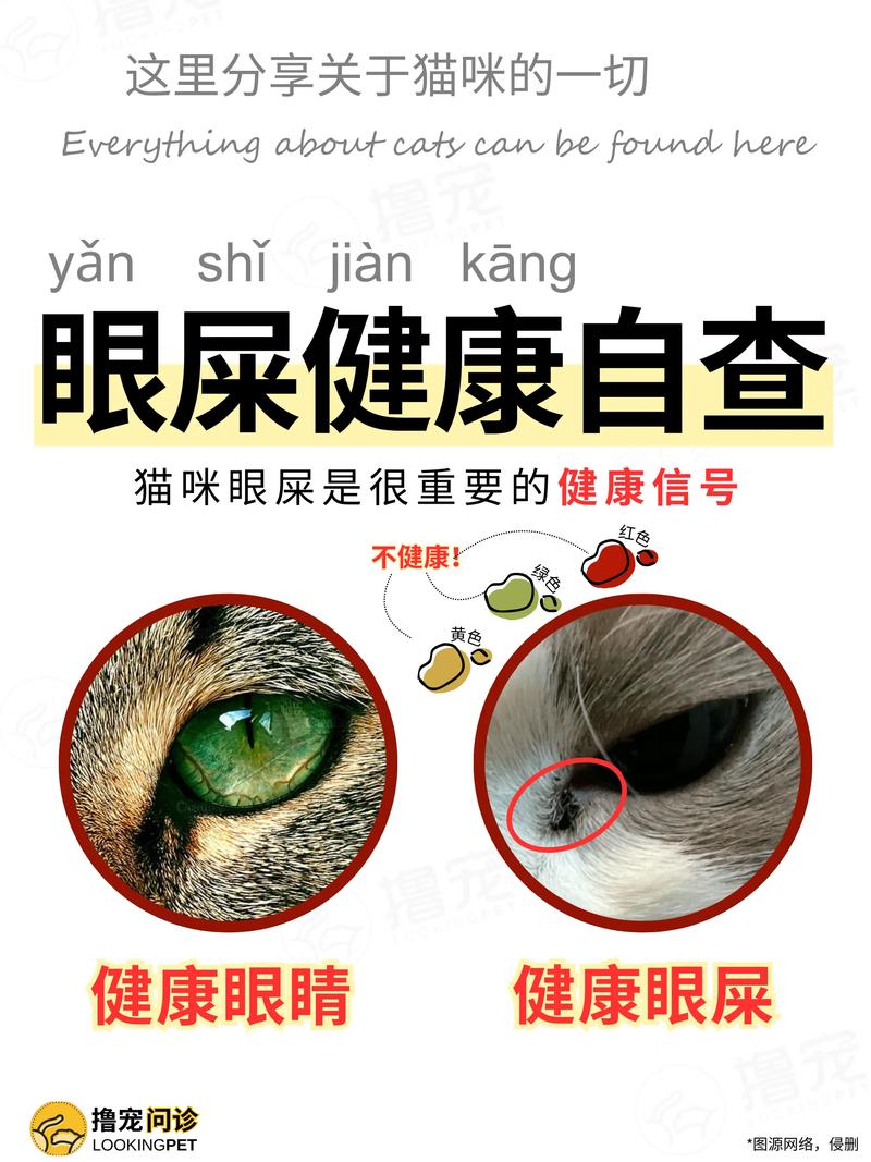  猫咪眼屎怎么清理，猫猫眼屎怎么处理-第2张图片-后鲨宠物