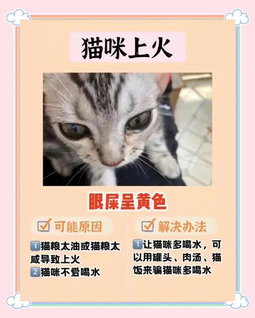  猫咪眼屎怎么清理，猫猫眼屎怎么处理-第3张图片-后鲨宠物
