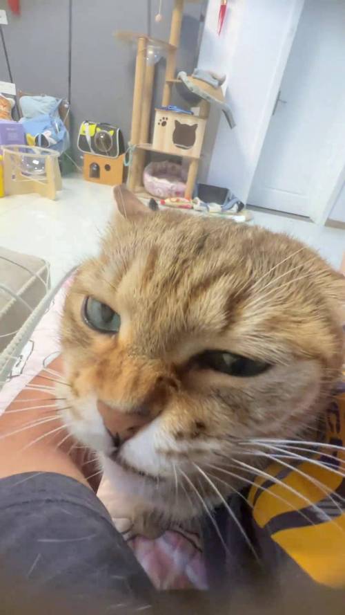 猫咪一年发情间隔多久,猫咪一年有几次发情期?-第1张图片-后鲨宠物 猫咪一年发情间隔多久,猫咪一年有几次发情期?-第1张图片-后鲨宠物