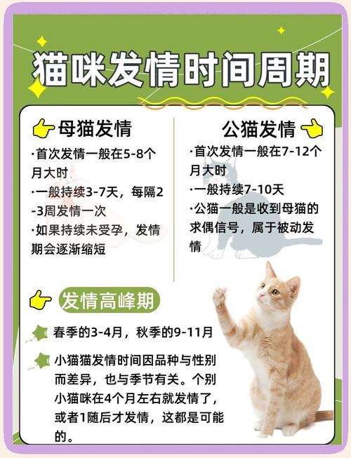 猫咪一年发情间隔多久,猫咪一年有几次发情期?-第3张图片-后鲨宠物 猫咪一年发情间隔多久,猫咪一年有几次发情期?-第3张图片-后鲨宠物