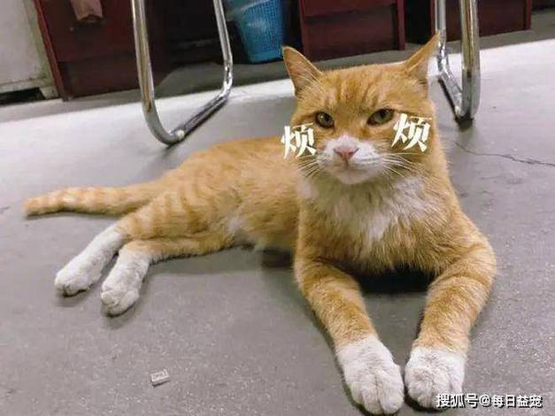 猫咪一年发情间隔多久,猫咪一年有几次发情期?-第4张图片-后鲨宠物 猫咪一年发情间隔多久,猫咪一年有几次发情期?-第4张图片-后鲨宠物