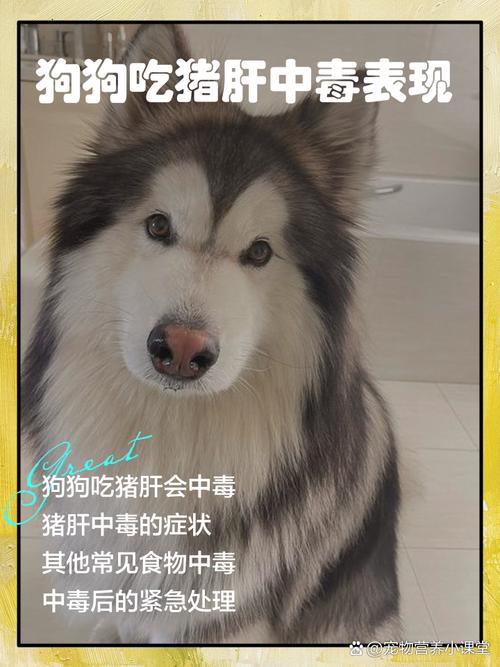 狗狗吃猪肝会中毒吗,狗吃猪肝会有什么后果-第2张图片-后鲨宠物 狗狗吃猪肝会中毒吗,狗吃猪肝会有什么后果-第2张图片-后鲨宠物
