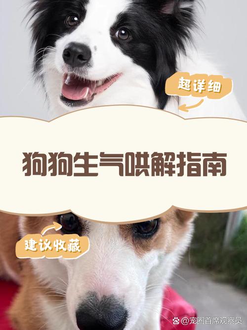 怎么哄狗狗开心,怎么哄哄小狗?-第2张图片-后鲨宠物 怎么哄狗狗开心,怎么哄哄小狗?-第2张图片-后鲨宠物