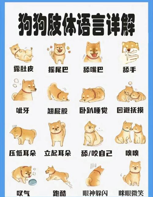 怎么哄狗狗开心,怎么哄哄小狗?-第5张图片-后鲨宠物 怎么哄狗狗开心,怎么哄哄小狗?-第5张图片-后鲨宠物