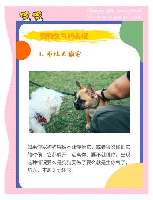 怎么哄狗狗开心,怎么哄哄小狗?-第6张图片-后鲨宠物 怎么哄狗狗开心,怎么哄哄小狗?-第6张图片-后鲨宠物