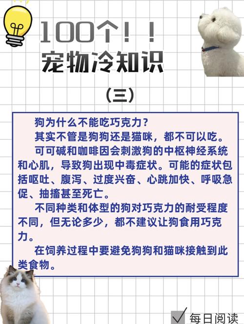 泰迪狗狗能吃巧克力吗_泰迪狗能吃巧克力蛋糕吗