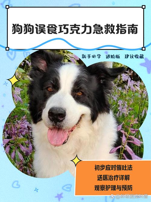 泰迪狗狗能吃巧克力吗_泰迪狗能吃巧克力蛋糕吗-第5张图片-后鲨宠物