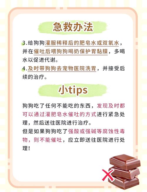 泰迪狗狗能吃巧克力吗_泰迪狗能吃巧克力蛋糕吗-第6张图片-后鲨宠物