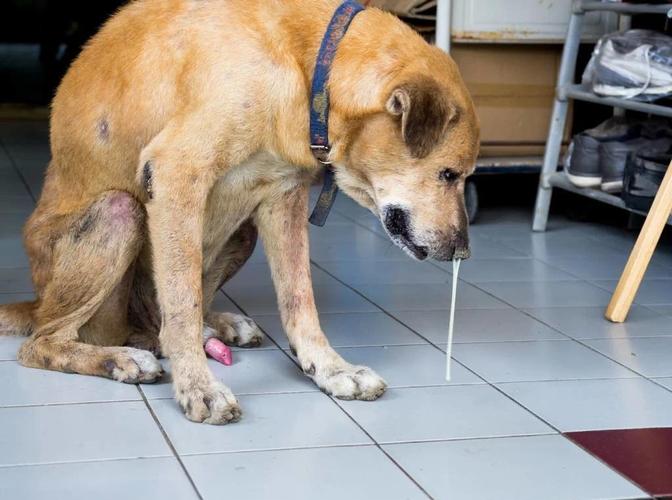 狗狗感冒症状有哪些，狗狗感冒了的症状？-第2张图片-后鲨宠物