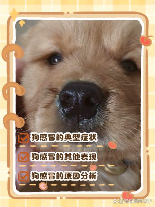 狗狗感冒症状有哪些，狗狗感冒了的症状？-第4张图片-后鲨宠物